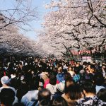 A photo of crowds of people walking down an alley filled with sakura trees.