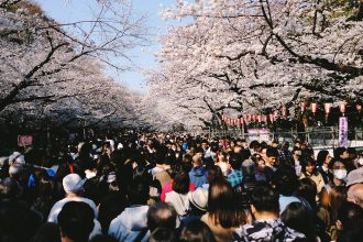 A photo of crowds of people walking down an alley filled with sakura trees.