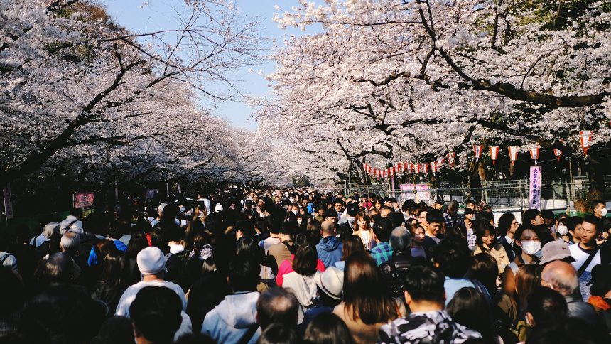 A photo of crowds of people walking down an alley filled with sakura trees.