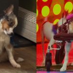 Teigan Dog Puppy Bowl