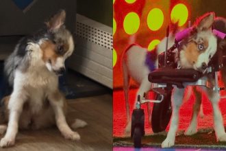 Teigan Dog Puppy Bowl