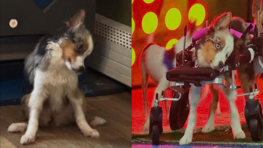 Teigan Dog Puppy Bowl