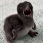 Baby penguin