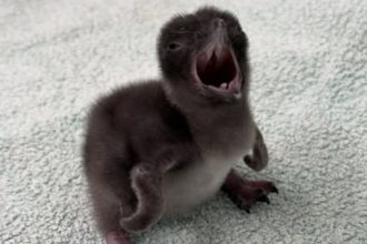 Baby penguin
