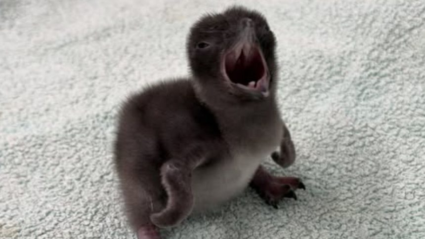 Baby penguin