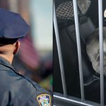 Police officer with back to camera alongside pig in back of car behind bars