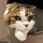 A photo of Fukurashi, Sakura's pet cat.