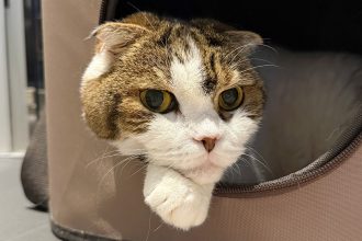 A photo of Fukurashi, Sakura's pet cat.