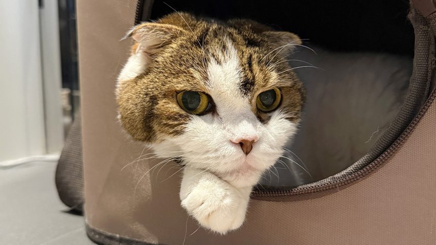 A photo of Fukurashi, Sakura's pet cat.
