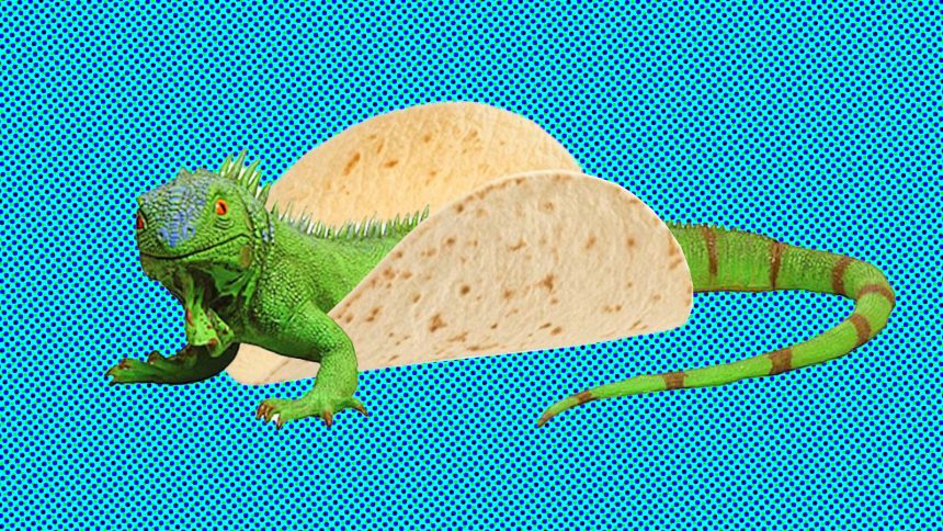 iguana taco