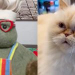 Capybara location Peak