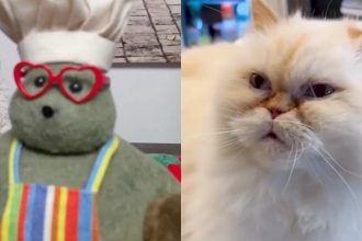 Capybara location Peak