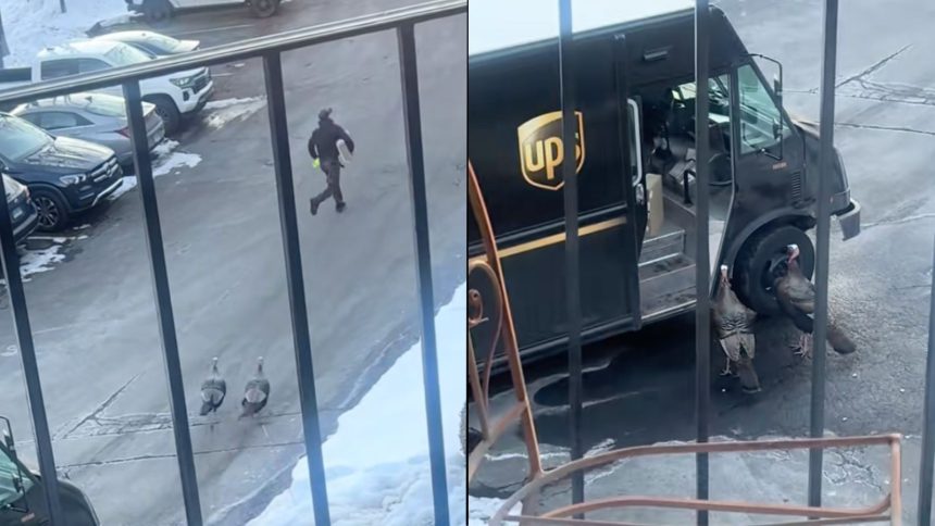 Screenshots of UPS van and driver surronded by turkeys