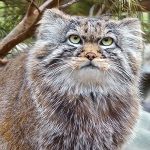 A photo of a Pallas's cat.