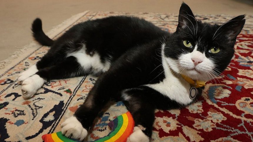 Black and white cat on a rug