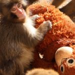 Baby monkey with a plush monkey