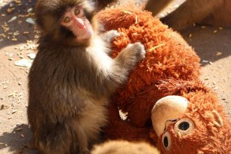 Baby monkey with a plush monkey