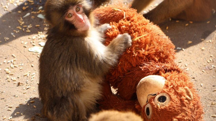 Baby monkey with a plush monkey