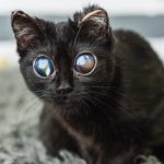 big eyed kitten dorito