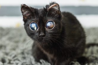 big eyed kitten dorito