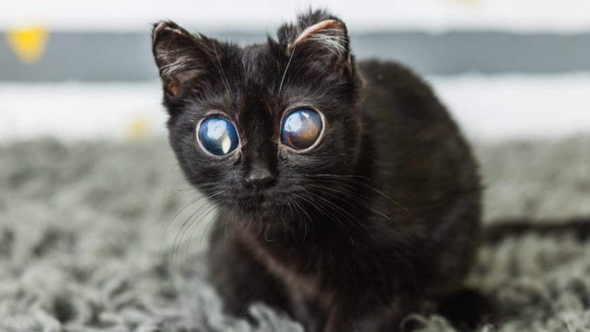 big eyed kitten dorito