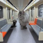 xings world cat subway
