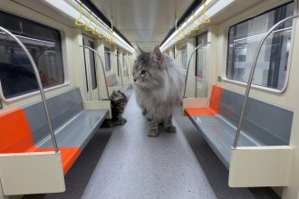xings world cat subway