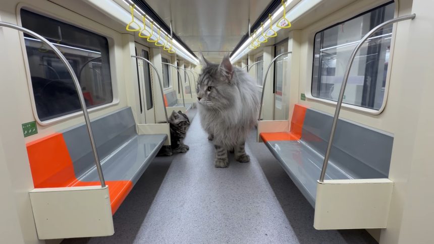 xings world cat subway